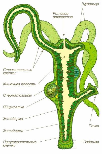 Ссылка кракен сегодня